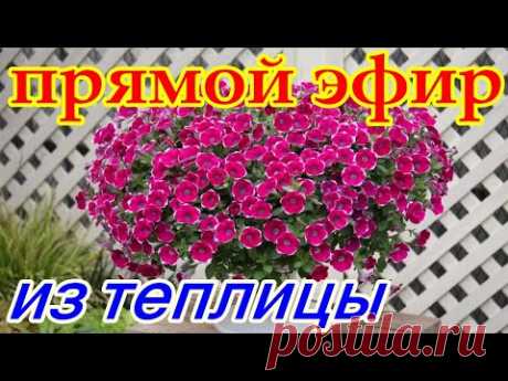 Выращивание цветов. Прямой Эфир из Теплицы. 11.02.2021