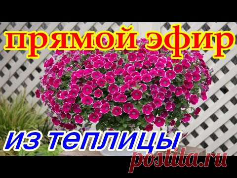 Выращивание цветов. Прямой Эфир из Теплицы. 11.02.2021