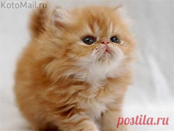 Маленький котик | KotoMail.ru