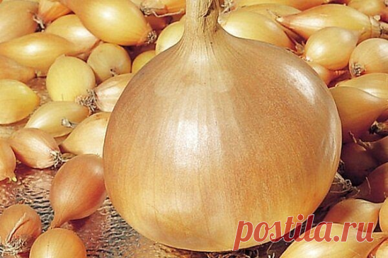 Поступил в продажу лук Радар и Геркулес Сеншуй.
Радар — это озимый лук выведенный голландскими учеными. Радар, как уже отмечалось ранее — это гибрид. Головка пускает стрелки темно-зеленого окраса с практически незаметным восковым напылением. Луковица крупная, плотная. Масса зрелой луковицы может достигать порядка 300 грамм.

Внешний слой шелухи плотный, суховатый. Окрас темно-желтый. Благодаря хорошей плотности шелухи луковицы достаточно долго хранятся, чем не могут похвас...