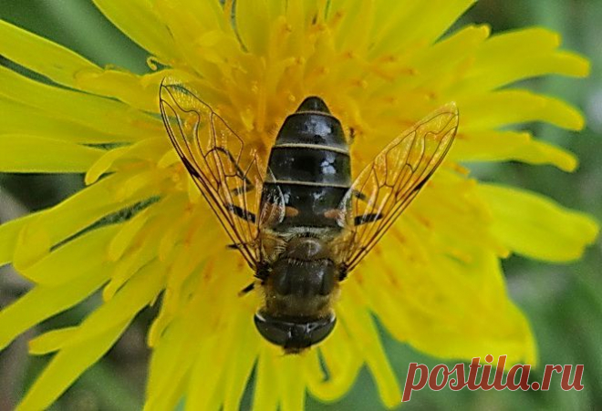За нектаром!
