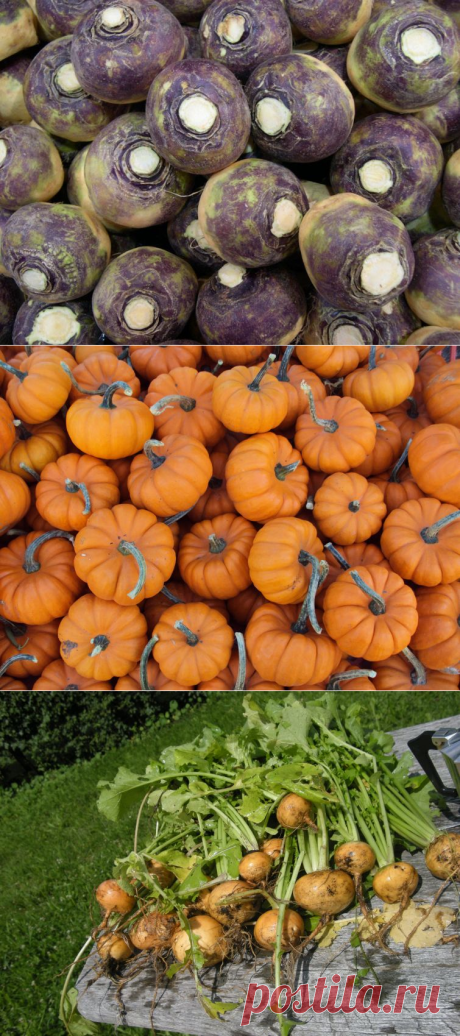 12 осенних продуктов, которые обязаны быть в вашем рационе, и вот почему
