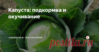 Капуста: подкормка и окучивание Капуста – растение, которое есть буквально на каждом садовом или огородном участке. А все благодаря его уникальным вкусовым особенностям, а также запасу витаминов и микроэлементов. Однако без должного ухода вам точно не вырастить здоровые и крепкие растения. Как раз о некоторых основных правилах ухода за ней и хочется поговорить более подробно и основательно.
Итак, прежде всего, следует упомянуть