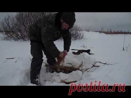 что можно есть в лесу зимой  или похлёбка из рогоза
