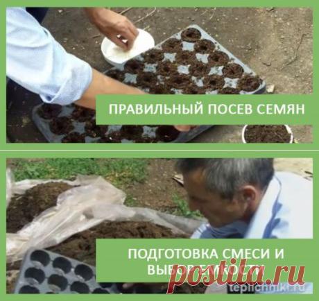 Архивы Выращивание огурцов - TEPLICHNIKI.RU | ВЫРАЩИВАНИЕ ОГУРЦОВ И ТОМАТОВ В ТЕПЛИЦЕ