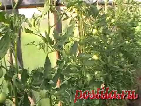 ▶ Лучшие (томаты) помидоры - Подрезка листьев - YouTube