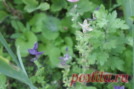 Пряная романтика - Садоводка