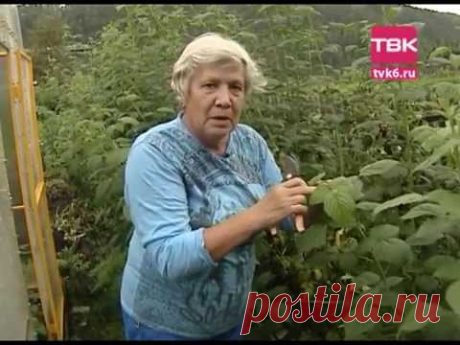 Советы тети Тани. Уход за малиной