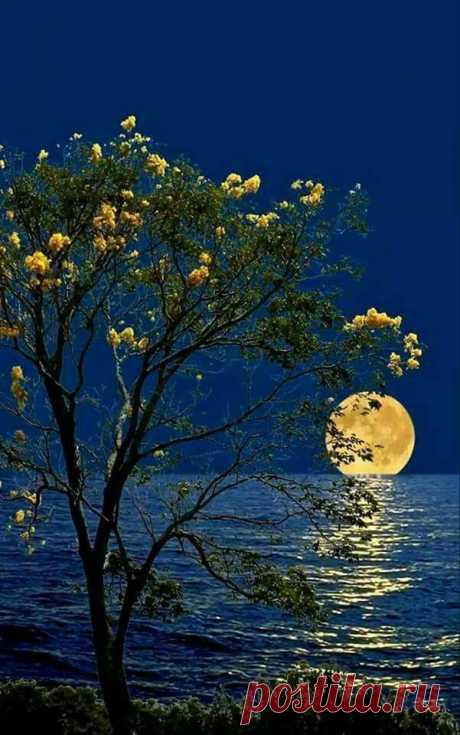 Лунная фантазия.,.🌕
О Боже! Луна так близко к нам! Потрясающе! Обожаю
Я очарован ..Прелесть...Невероятно красиво!!!
Արարչագործություն....Բնության գեղեցկությունը կատարյալ է․․․
Բարի գիշեր ․․․քաղցր երազներ ✨