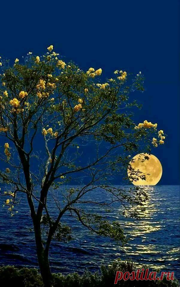 Лунная фантазия.,.🌕
О Боже! Луна так близко к нам! Потрясающе! Обожаю
Я очарован ..Прелесть...Невероятно красиво!!!
Արարչագործություն....Բնության գեղեցկությունը կատարյալ է․․․
Բարի գիշեր ․․․քաղցր երազներ ✨