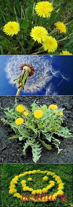Лечебные свойства одуванчика |
