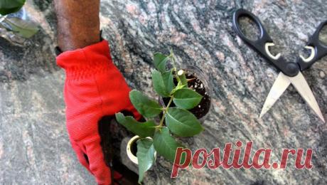 Посадка роз черенками осенью в грунт: правила размножения королевы цветов