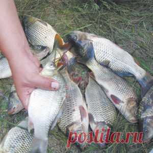 О ловле рыбы на водогонных каналах - МирТесен