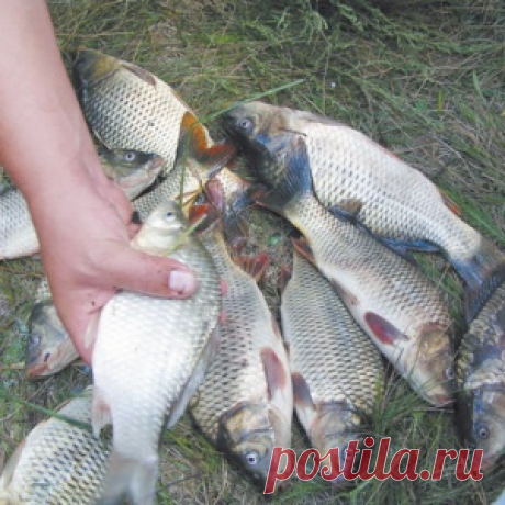 О ловле рыбы на водогонных каналах - МирТесен