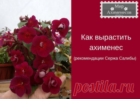 Как вырастить Achimenes: нерассказанная история!, перевод статьи от знаменитого селекционера Сержа Салибы
Ставьте  и делайте репост, чтобы не потерять

Выращивание ахименеса – это не просто разместить ризому (корневище) под 2 дюймами (5см) почвы, а затем поливать и удобрять ее. Это гораздо большее!
Показать полностью…