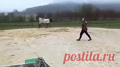 Когда в душе ты чистокровный конь