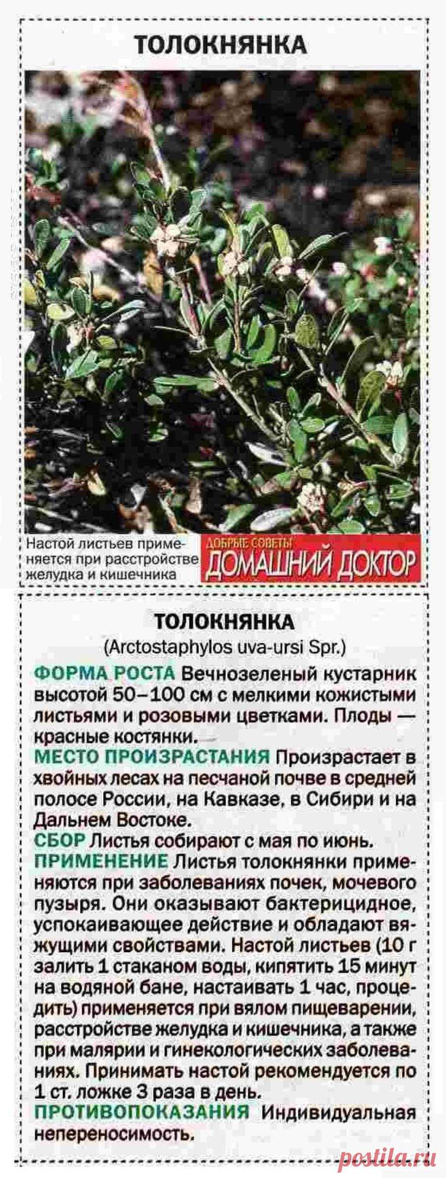 Толокнянка
