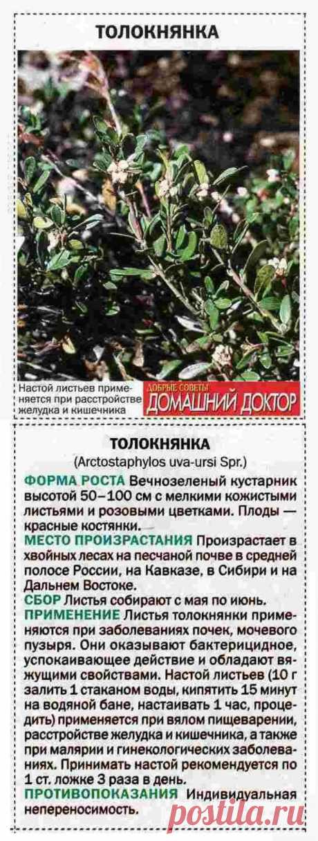 Толокнянка
