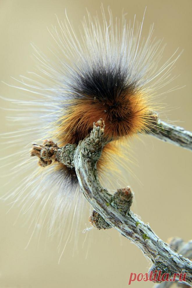 Фотография у Вас ус отклеился из раздела макро №4253632 - фото.сайт - Photosight.ru