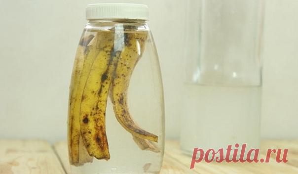 А вы знали? 15 невероятных применений банановой кожуры..

Мало кто знает, но банановая кожура не менее ценна, чем сам банан. Поэтому не стоит торопиться и выбрасывать её в мусорное ведро. Предлагаем 15 способов её применения, о которых вы даже не догадываетесь...

Рекомендуем ПОДПИСАТЬСЯ

1. Средство для ухода за кожей
Банановая кожура пригодится тем, у кого сухая кожа или веснушки. Нужно протирать кожу внутренней стороной кожуры два раза в день, и результаты не заставят с...