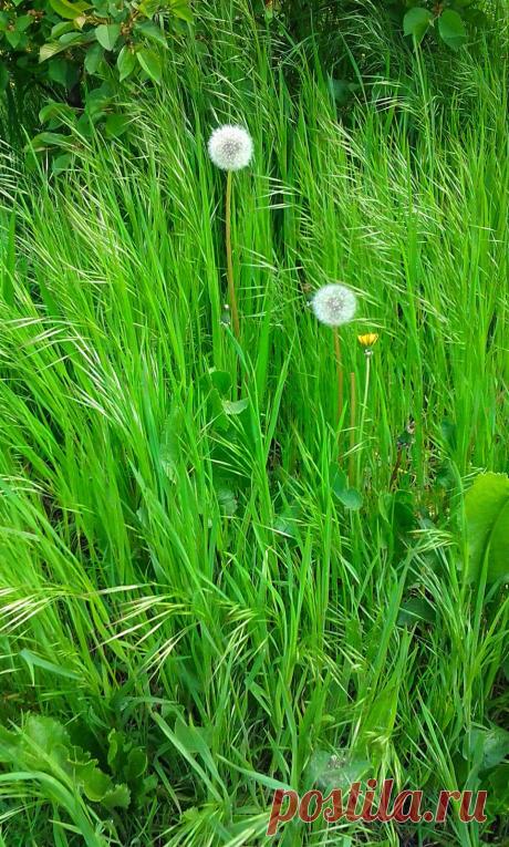 Люблю всё красивое: В ЗЕЛЁНОЙ ТРАВЕ !)