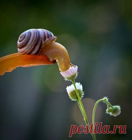 Удивительный мир макросъемки. Жизнь улиток!