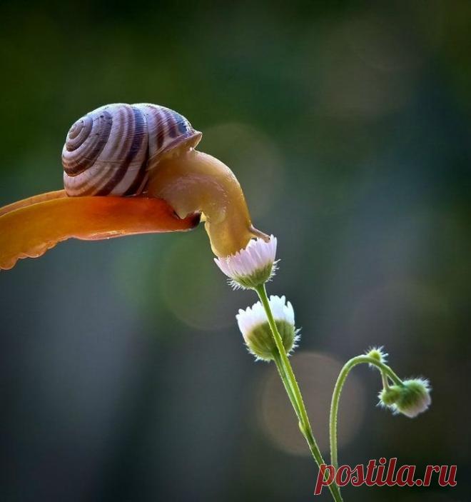 Удивительный мир макросъемки. Жизнь улиток!