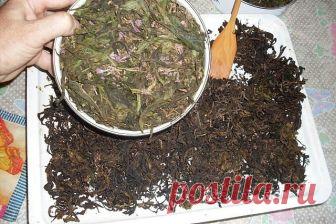 ЗАГОТОВКА ИВАН - ЧАЯ. Личный опыт из поселения.

Где-то прочитал информацию, что в 19 веке Копорский чай или Иван-чай поставлялся русскими купцами на экспорт в Европу в огромных количествах и очень высоко в Европе ценился. Да и наши пра-прадедушки и прабабушки сидя за столом с самоваром, наверняка пили не черный индийский, а этот замечательный, исконно русский чай. Захотелось возродить традицию приготовления Копорского чая, и вот, решив попробовать приготовить чай своими р...