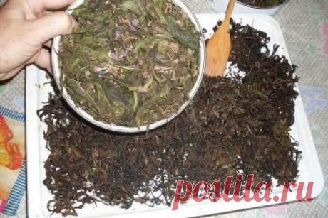ЗАГОТОВКА ИВАН - ЧАЯ. Личный опыт из поселения.

Где-то прочитал информацию, что в 19 веке Копорский чай или Иван-чай поставлялся русскими купцами на экспорт в Европу в огромных количествах и очень высоко в Европе ценился. Да и наши пра-прадедушки и прабабушки сидя за столом с самоваром, наверняка пили не черный индийский, а этот замечательный, исконно русский чай. Захотелось возродить традицию приготовления Копорского чая, и вот, решив попробовать приготовить чай своими р...