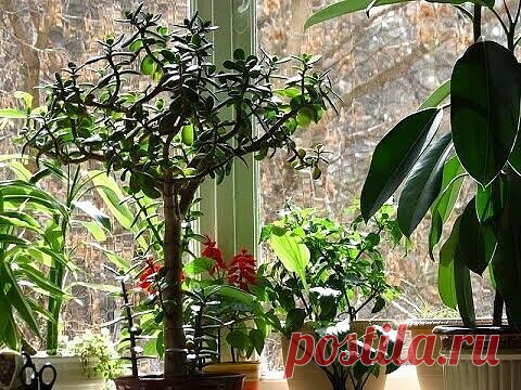 ХОТИТЕ РОСКОШНЫЙ ЦВЕТНИК В КВАРТИРЕ? ТОГДА ЗАПОМИНАЙТЕ СЕКРЕТИКИ! 
 
1. Практически все растения любят сахар (а кактусы вообще великие сладкоежки). Можно перед поливом рассыпать 1 ч. ложку сахарного песка (при диаметре горшка около 10 см) по поверхности грунта или напоить растение сладкой водичкой (0,5 ч. ложка сахара на 0,5 стакана воды). 
2. Хороший эффект дает подкормка красивоцветущих касторовым маслом (1 ч. ложка на 1 л воды) во время завязывания бутонов. 
3. Очень по...