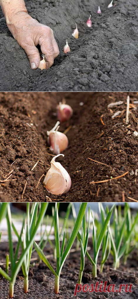 Чеснок посадочный. Посадка чеснока. Посадка озимого чеснока. Посадка чеснока осенью. Посадка чеснока под зиму.