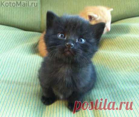 Милый котик