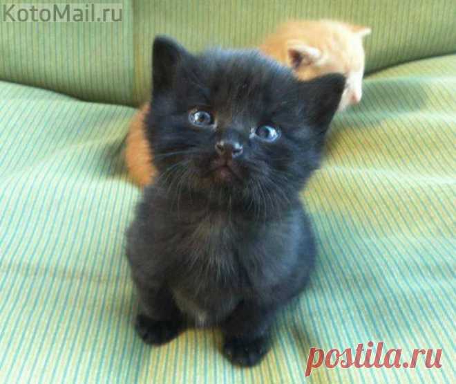 Милый котик