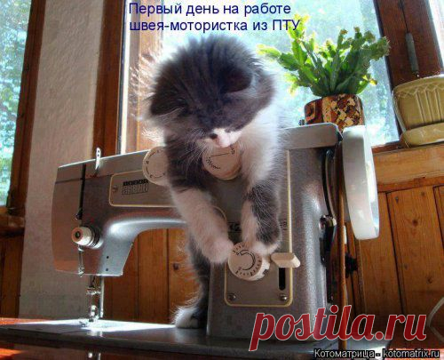 Родись котом (котоматрица)