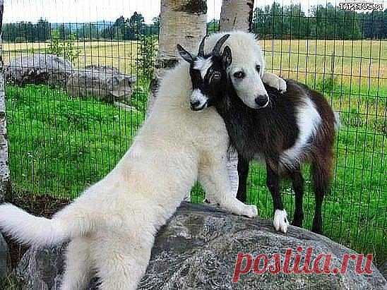 Любовь зла.... Полюбишь и козла))
Ну и что, что козёл...Зато любимый..