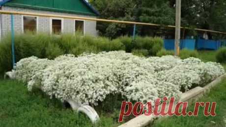 Незлобная Станица