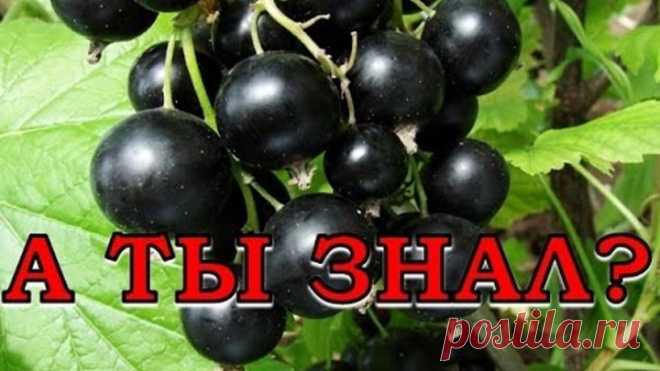 7 Секретов плодородия смородины