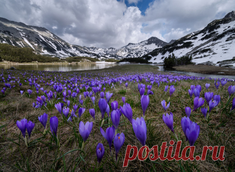 35PHOTO - Емил Рашковски - Spring crocuses
