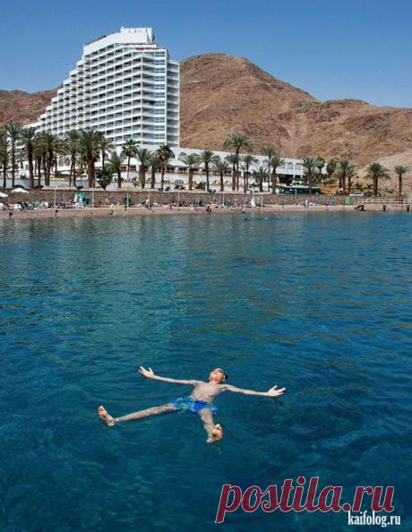 морская звезда