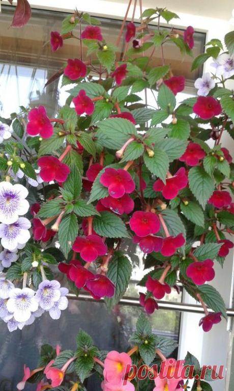 'Nocturne' - Форум цветоводов Фрау Флора