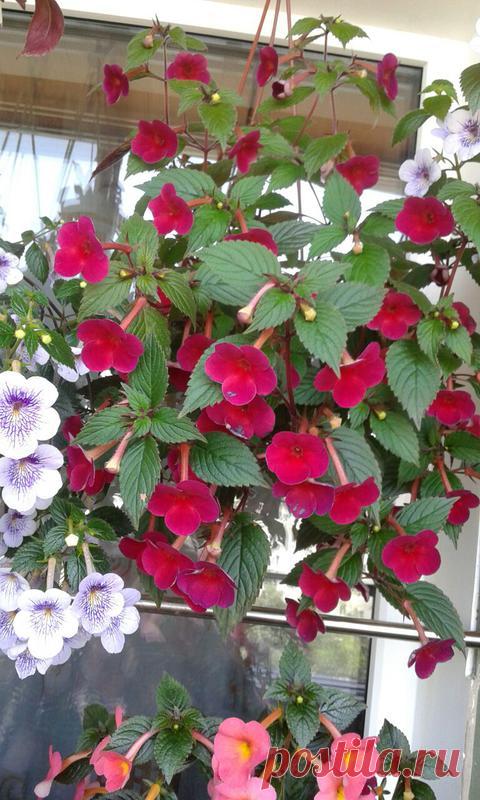 'Nocturne' - Форум цветоводов Фрау Флора