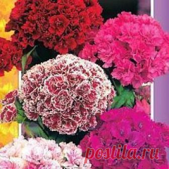 Купить Гвоздика Турецкая Супер Дуплекс 1кг двулетник высотой 50см махровая и полумахровая смесь | 