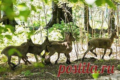 В Дагестане мужчина перепутал краснокнижных животных со своими козами и убил их. Житель дагестанского села Хнов перепутал краснокнижных горных туров со своими козами и убил их. Мужчина рассказал, что потерял своих домашних животных — козы разбежались по окрестностям, и дагестанец отправился на их поиски. Он предупредил пограничников, что будет стрелять в животных, если не сможет загнать их домой.