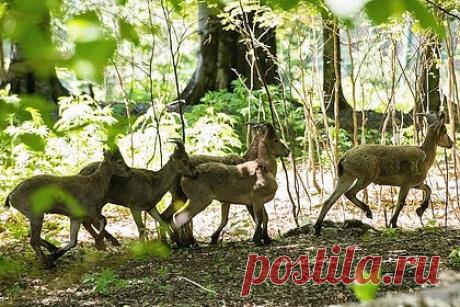 В Дагестане мужчина перепутал краснокнижных животных со своими козами и убил их. Житель дагестанского села Хнов перепутал краснокнижных горных туров со своими козами и убил их. Мужчина рассказал, что потерял своих домашних животных — козы разбежались по окрестностям, и дагестанец отправился на их поиски. Он предупредил пограничников, что будет стрелять в животных, если не сможет загнать их домой.