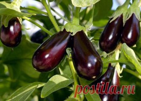 Простые рецепты с баклажанами.