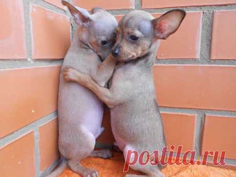 (71) Одноклассники