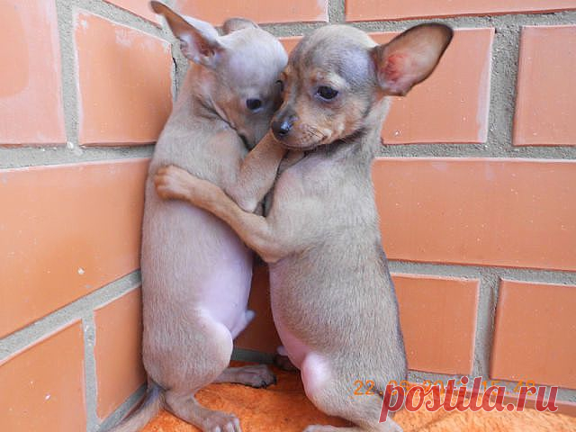 (71) Одноклассники