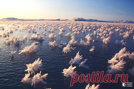 Ледяные цветы в Арктике