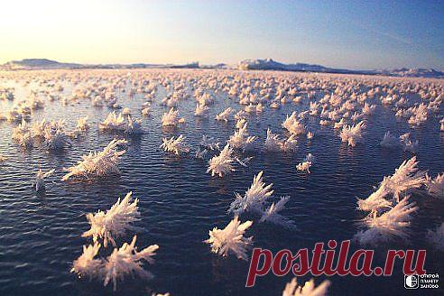 Ледяные цветы в Арктике