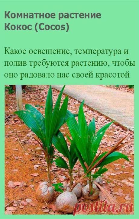 Комнатное растение Кокос (Cocos). В квартире кокосовая пальма обычно живет недолго, поскольку ей нужно много света и тепла. Цветение в этих условиях не происходит. Орех от пальмы отделять не следует - молодое растение использует запасы его питательных веществ в течение первых трех лет роста.